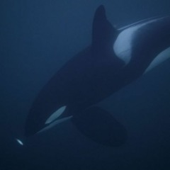 Echos in Tijuana (Instrumental)