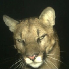 Broken In (prod. F.E.D.E)