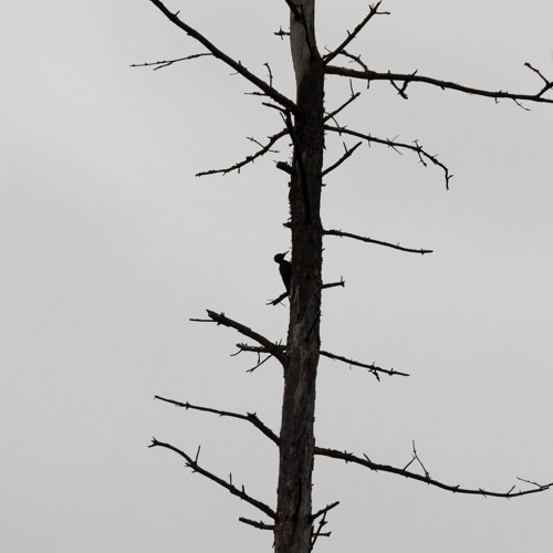 Black Woodpecker - 25/2/2020 - Kuuminainen Woods