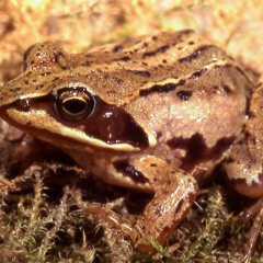 Moor frog, common frog and common toad lekking