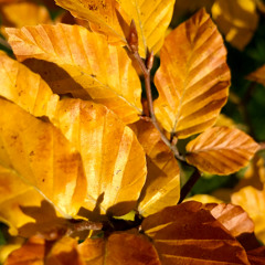 Gilded Leaves
