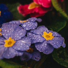 Primrose