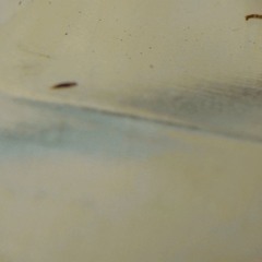 Dust (4.7.20)