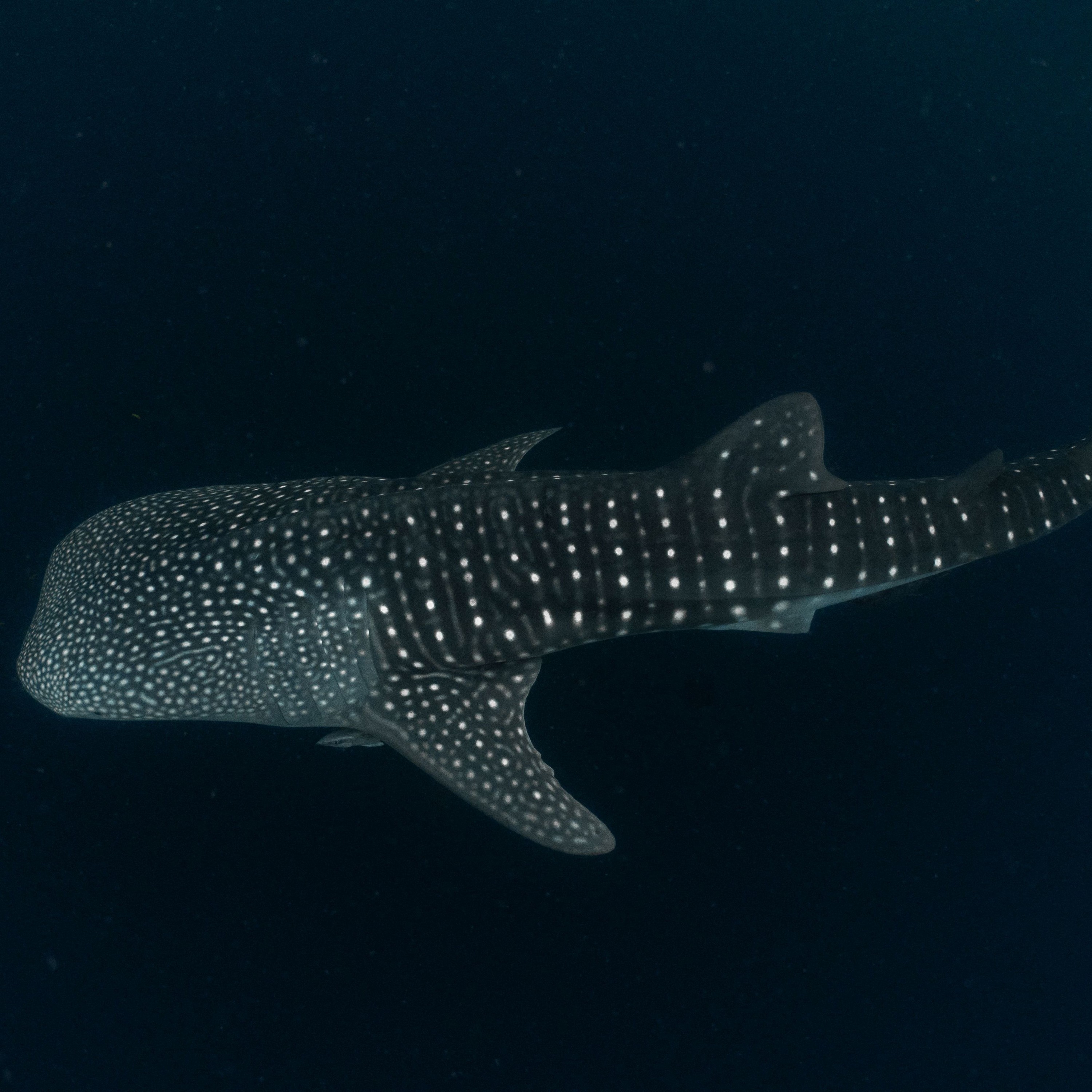 Fiona Harper on Swimming With Whale Sharks in Cenderwasih Bay Indonesia episode artwork