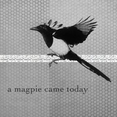 A Magpie Came Today