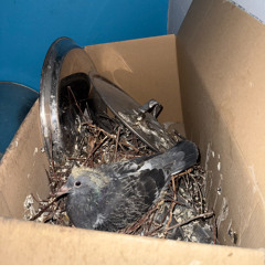 edging god's obelisk