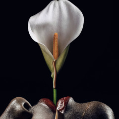 إلقاء قصيدة يسيلُ صوتكِ لحنا - للشاعر علوي الهاشمي