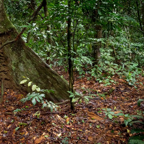 Congo Basin Rainforest - Afternoon - Loud Cicadas