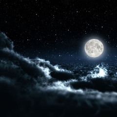 Little Polar Paw - Night Time