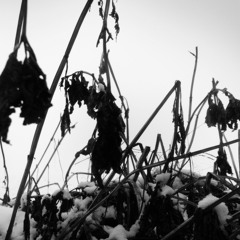 Fall 2022 Ambient Mix