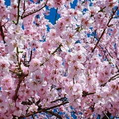 Cherry Blossom - Jah Steppah