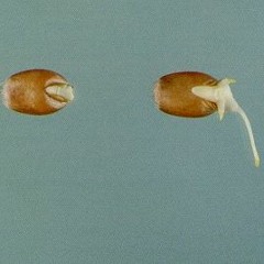 Radicle - live at University of Huddersfield