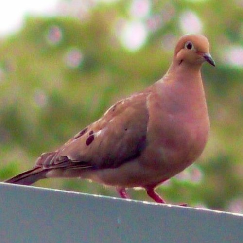 Avian Choir, Mourning Dove, 2019