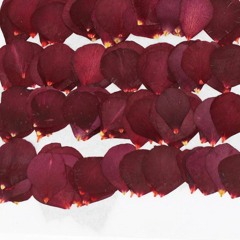 angelshalo ⨯ sugi \\pressed petals