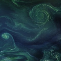 Bloom Storm