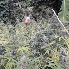 JahLove - Chill remix.mp3