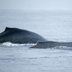 Maui humpbacks: Feb. 27, 2025