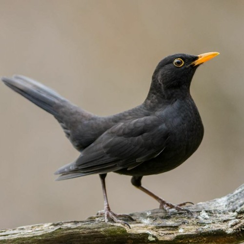 «Menuetto-Pizzicato». Op. 34.