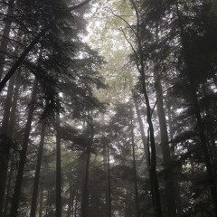 In The Forest With The Duwende