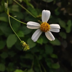 bao-thuc-quan-doi-nhacchuongviet.com.mp3