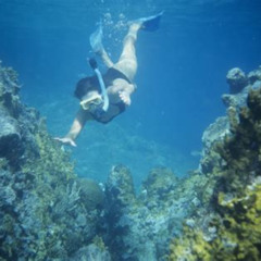 Best Snorkeling In Fort Myers Florida Prices Reviews