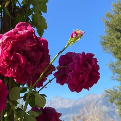 dried rose demo