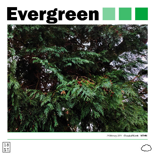 Evergreen