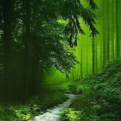 Andrea Gambardelli - Deep forest