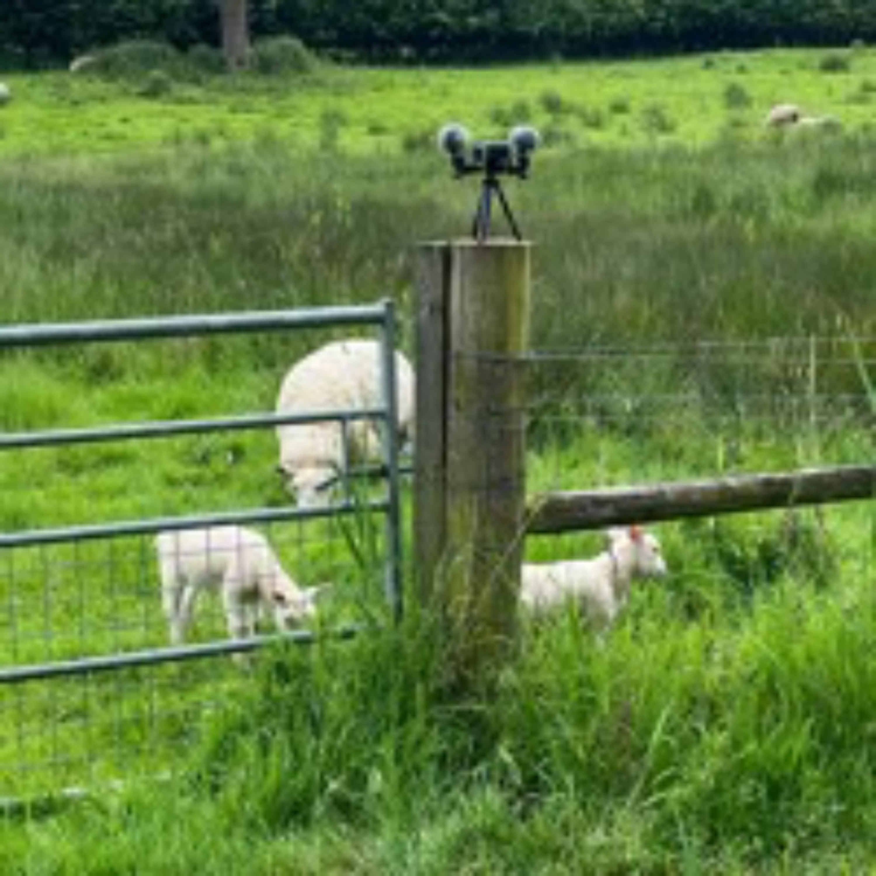 Holbrook Sheep, 21st May 2024 episode artwork