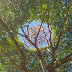 Electric voice 60 (looper)