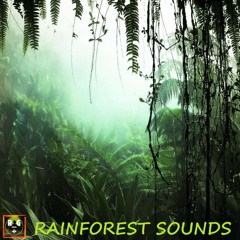 Rain In The Rainforest During The Day! Rain On Leaves and Jungle Animal Sounds In The Background