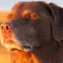 Cooked Dog music