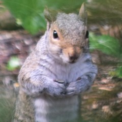 minuet for squirrel