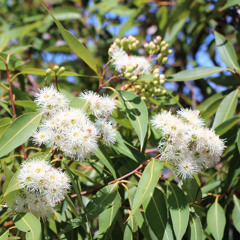 eucalyptus radiata