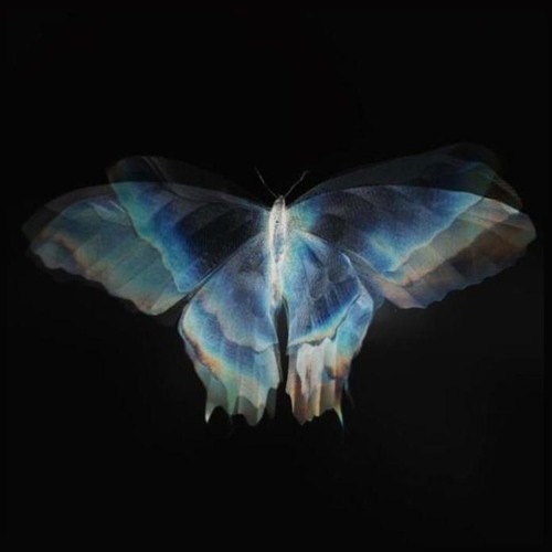 Tere Bin (Maya's Binary Butterfly Edit)