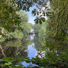 Symphony of the Forest I