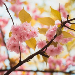 Jesu Dulcis Memoria SSA div (Performed by Choir Vivid 女声合唱団コール・ビビッド, Japan)