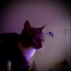 @coldirty - cat song