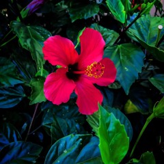 Dedicate myself to you 🌹