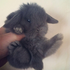 i want to fly away prod jibaorockin sema