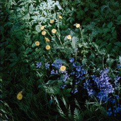 Window at Le Gras x Honeywell - Sleep Sound