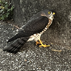 麒麟 Track.by WICSTONE