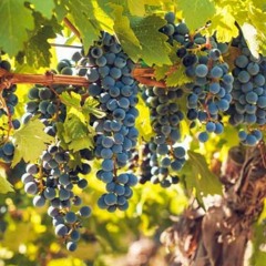 The Grape Vine - Erika and Erin (كان فى عنقود عنب)