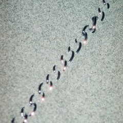 Yoshitaka9 - 4AM Screwed Footprints 95 / 2024.8.6 / Creatures Radio