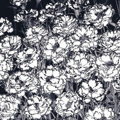 to już za nami (clvr)