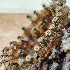 Melipona Indecisa