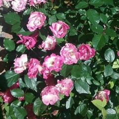 Eleven Roses, # 1, Gene Jumper, Hank Jr. ( Cover)