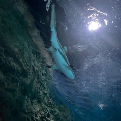 Ainfornun- SILENCE (Official Audio)