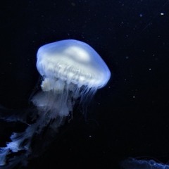 Aquatic Voyage