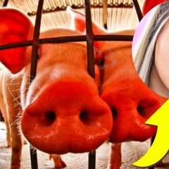 Esta prohibido comer cerdo en la biblia ? Adventismo Refutado